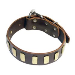 Dog Collars